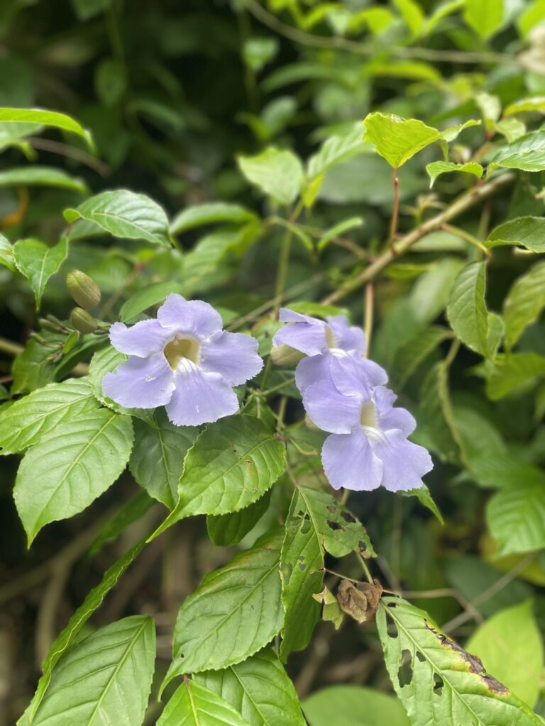 ハワイの週末