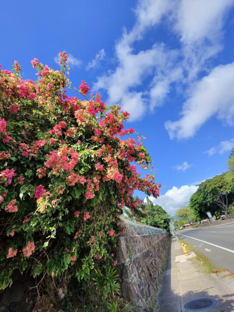 ダイヤモンドヘッド一周ウォーキング